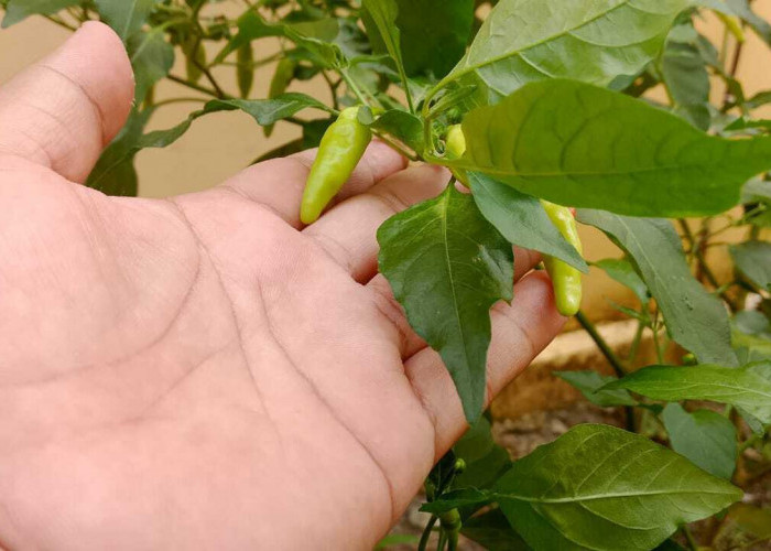 Enam Cara Ampuh Atasi Daun Cabe Keriting ala Dayat Suryana