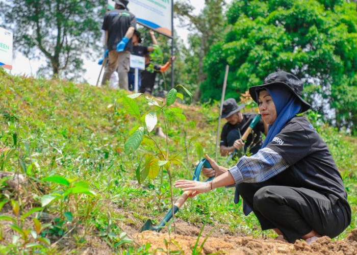 Pulihkan Hutan Bekas Tambang, Aksi Nyata Kelompok Tani Selamatkan Lingkungan Bersama BRI Menanam-Grow Green