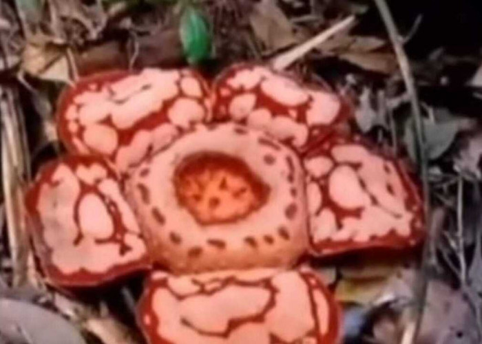 Tidak Hanya di Bengkulu, Bunga Rafflesia Hansseltii Mekar Sempurna di Sumsel : Disini Lokasinya! 