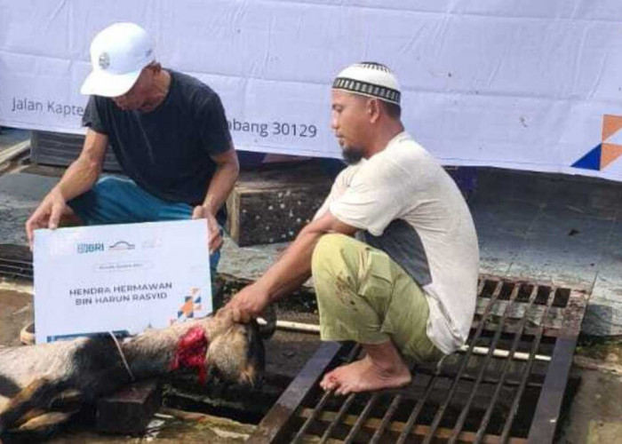 BRI RO Palembang melalui Bapekis salurkan hewan kurban untuk masyarakat sekitar