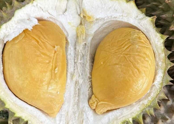 Durian Musang King dan Durian Montong: Menyingkap Perbedaan Unik Aroma dan Kelezatan Buah 'Raja' Asia Tenggara
