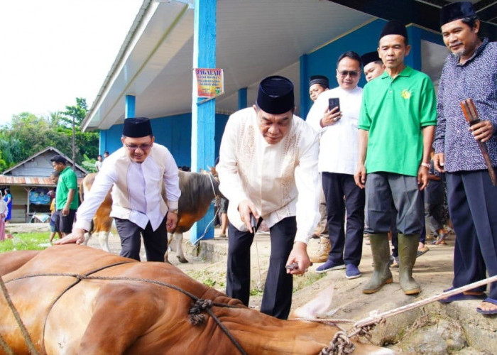 Bupati Muba Tinjau Penyembelihan Kurban di Sungai Angit, Dua Sapi Limosin Diserahkan untuk Warga