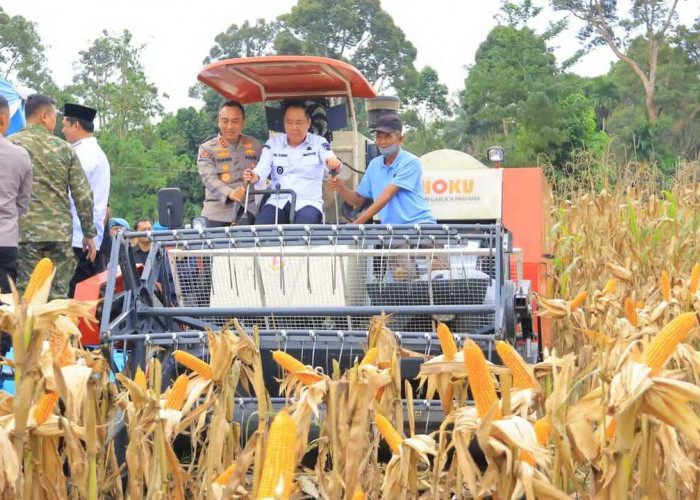 Hadiri Panen Raya Jagung di OKU Selatan, Wagub Cik Ujang Tegaskan Komitmen Sumsel Dukung Ketahanan Pangan 