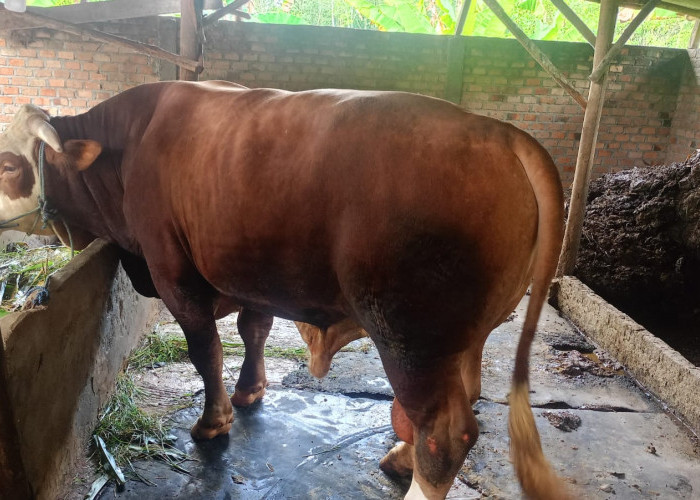 Kabupaten OKU Terima Bantuan Sapi Kurban dari Presiden RI
