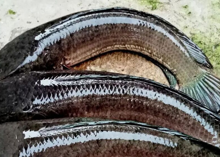 Ikan Gabus, Ikan Air Tawar Kaya Kandungan Nutrisi Bermanfaat Untuk Penyembuhan Pasca Operasi