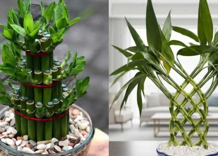 Dracaena Sanderiana, Tanaman Hias Pembawa Keberuntungan yang Mudah Dirawat