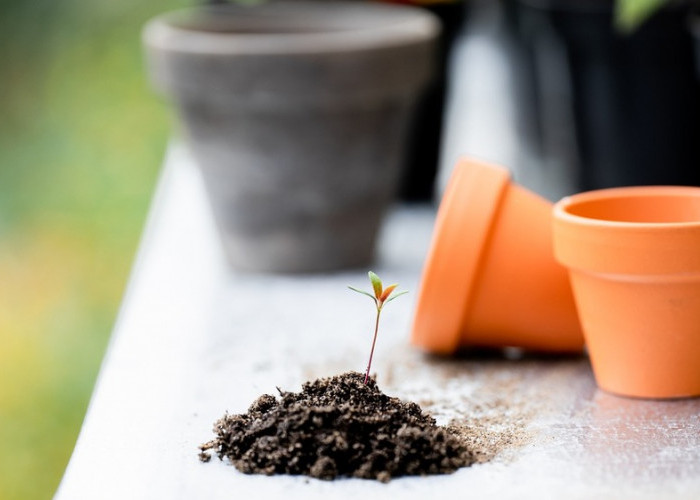 Persaingan Antara Tanah dan Plastik: Menemukan Pot yang Tepat untuk Kebun Impian Anda