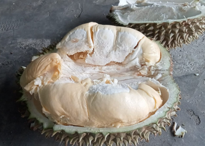 Jangan Dibuang! Biji Durian Ternyata Dapat Mencegah Disfungsi Ereksi, Begini Caranya! 