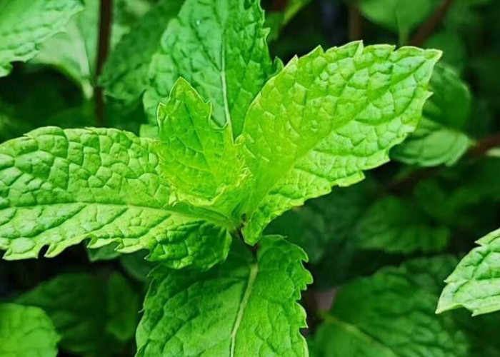 Resep Herbal Menggunakan Daun Mint untuk Meredakan Perut Kembung