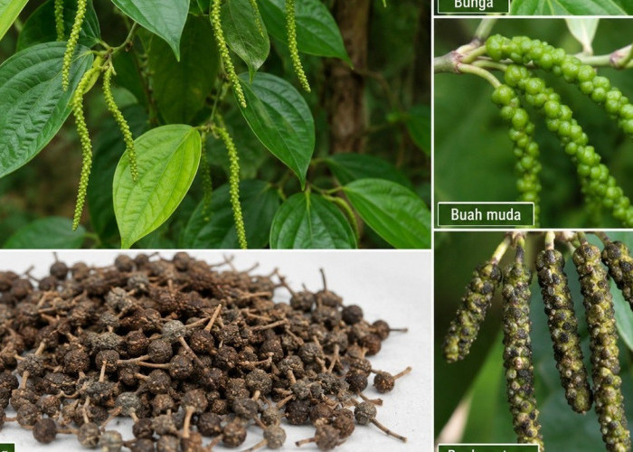 Kemukus, Rempah Nusantara yang Kaya Khasiat
