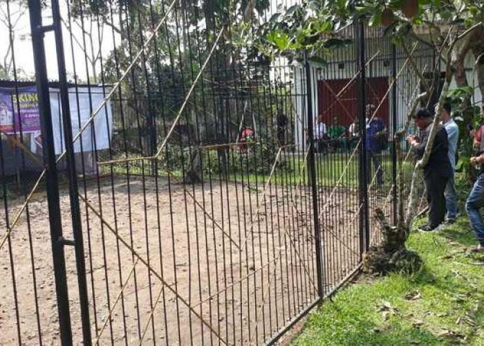 BKSDA Simpulkan Penyebab Tewasnya 2 Rusa di Pendopoan Bupati Musi Rawas Dipastikan Bukan Harimau, Tetapi ...