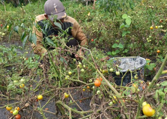 Budidaya Tomat di Indralaya Utara Masih Menguntungkan, Petani Raup Hingga 5 Ton per Musim Panen
