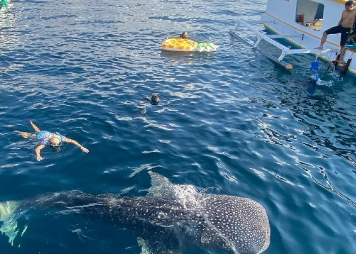 Rasakan Sensasi Berenang Bersama Hiu-Paus di  Teluk Saleh, Surga Snorkeling dan Diving di Pulau Sembawa 
