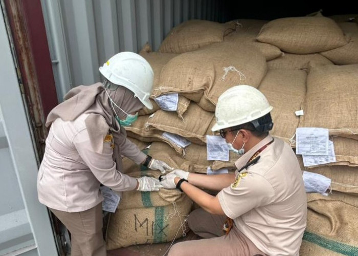 Sertifikasi Kopi Robusta Pagaralam: Balai Karantina Sumsel Jamin Aman Masuk Pasar Australia
