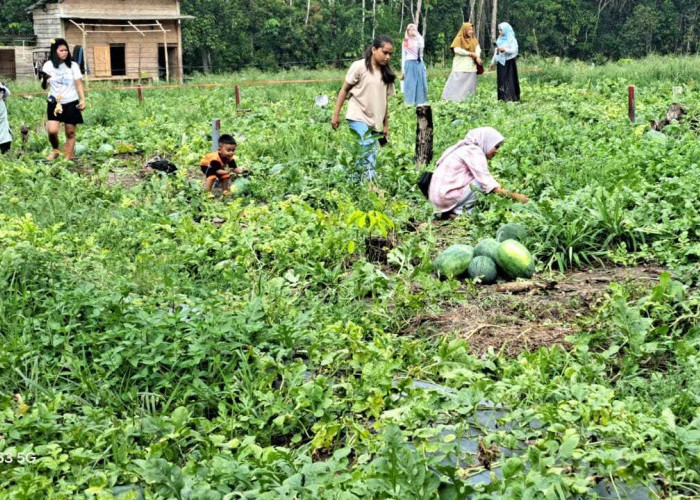 Wisata Petik Semangka Hadir di Prabumulih, Pengunjung Bisa Panen Langsung dari Kebun Mulai Rp6 Ribu per Kilogr