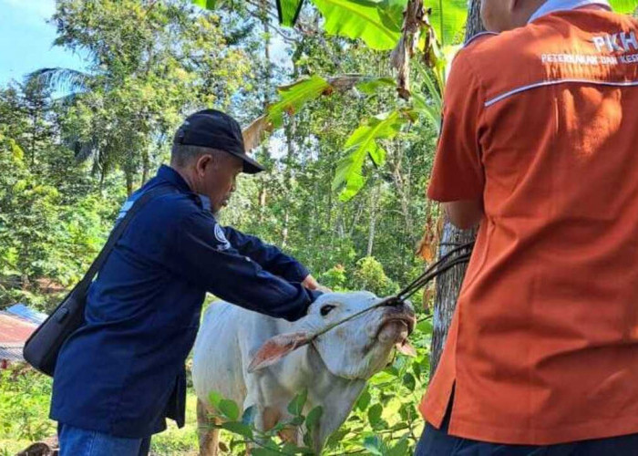 Dinas Pertanian OKU Siapkan 1.000 Dosis Vaksin Cegah Penyebaran PMK