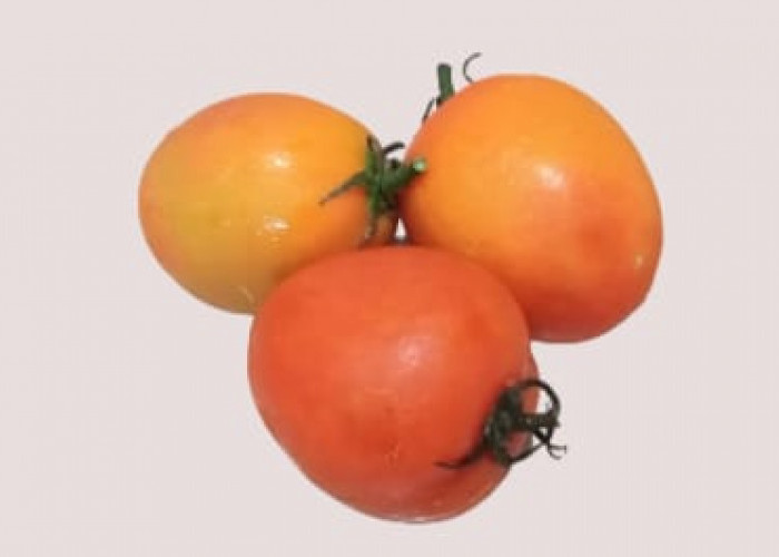 Meningkatkan Organ Reproduksi Pria Dengan Tomat, Begini Caranya