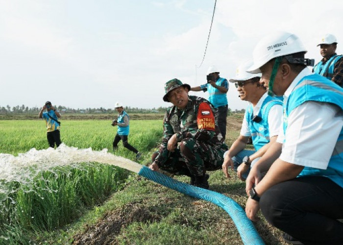 Dukung Pengembangan Pertanian di Merauke, PLN Listriki Area Sawah Garapan Kementan-TNI