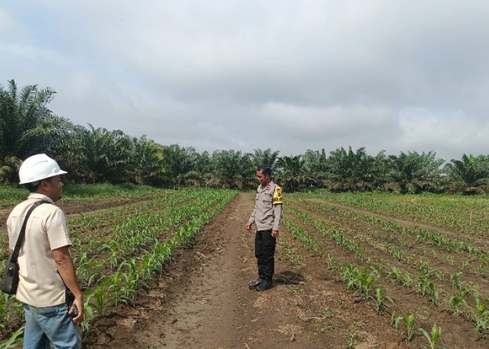 Tanaman Jagung Tumbuh Merata