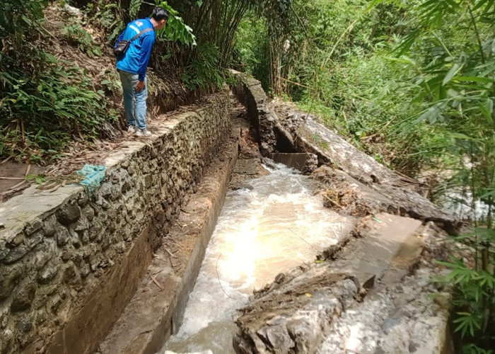 Siring Irigasi Ambruk, 63 Hektar Sawah Gagal Tanam