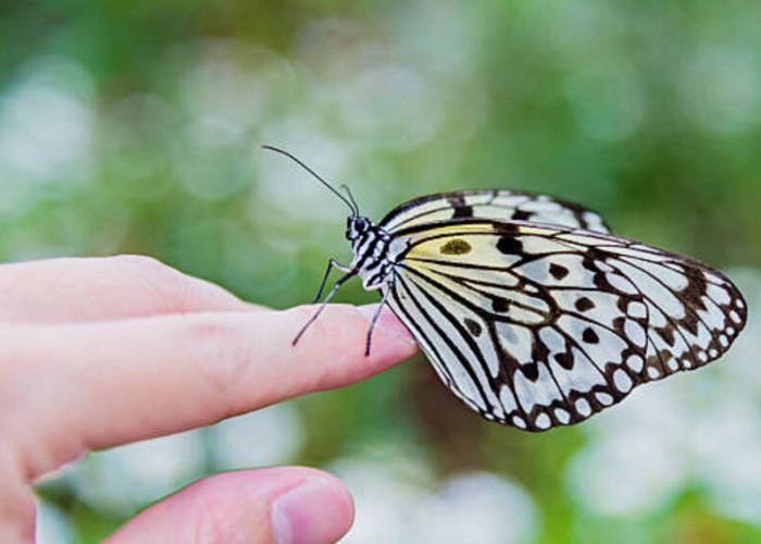 Melintasi Transformasi: Pelajaran Berharga dari Metamorfosis Kupu-kupu