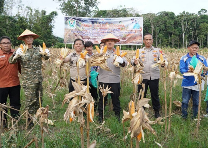 Panen Jagung 8 Ton Jadi Bukti Komitmen Ketahanan Pangan 