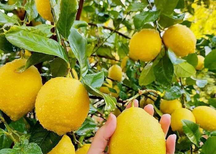 Air Lemon bisa Menjadi Alternatif Sehat untuk Mengurangi Konsumsi Gula Tambahan