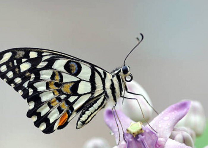 Metamorfosis Ajaib: Menguak Misteri Histolisis pada Siklus Kehidupan Kupu-kupu