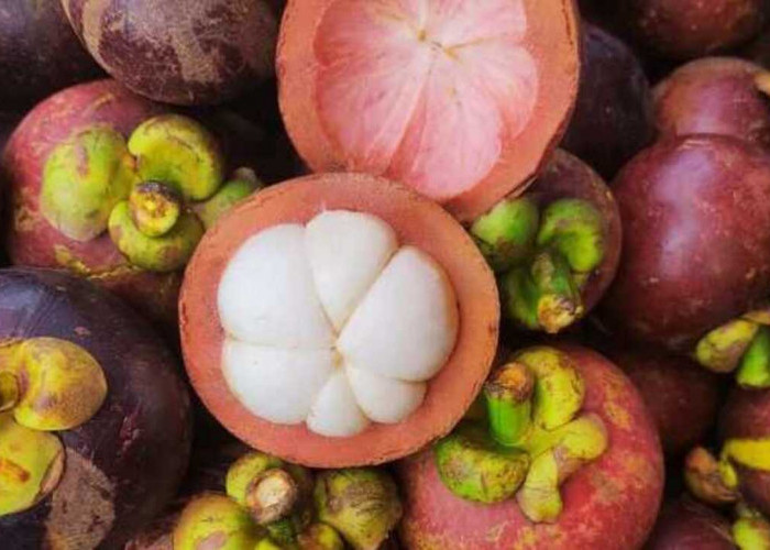 Manfaat Kesehatan Buah Manggis: Superfood dengan Segudang Khasiat