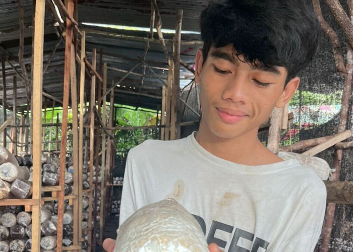 Harga Plastik Melonjak, Pelaku UMKM Jamur Tiram Keluhkan Beban Produksi Naik Hingga 100 Persen