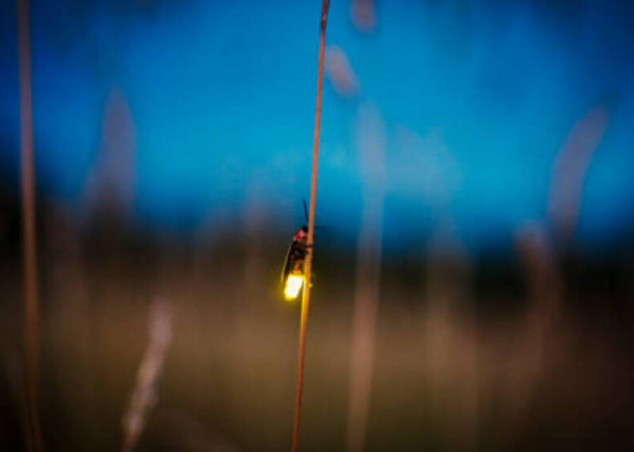 Cahaya Malam yang Memukau: Keajaiban Bioluminesensi Kunang-kunang