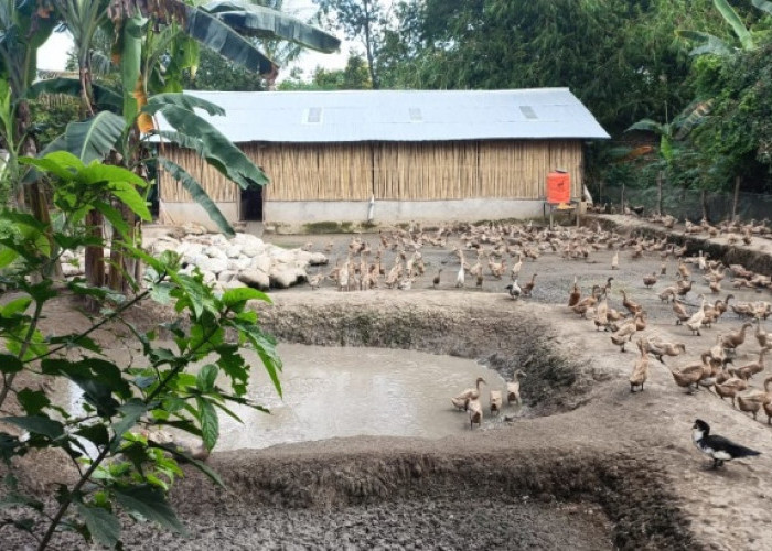 Bukit Asam Dukung Budidaya Itik Petelur Capai Penghasilan di Atas UMR