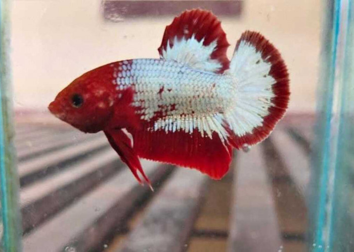 Ikan Cupang Kian Digemari, Ini Alasan dan Tips Perawatannya Agar Tetap Sehat dan Berwarna Cerah