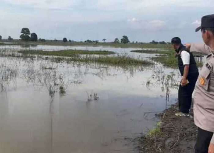 Heboh! Sesosok Mayat Perempuan Mengapung di Area Persawahan Masyarakat Penyandingan OKI