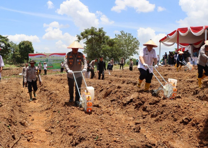 Tanam Jagung Serentak di Lahan 12,5 Hektare