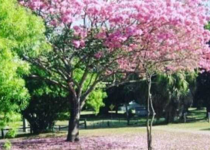 Pesona Keindahan Taman Sakura di Kebun Raya Cibodas, Surga Wisata Alam di Puncak Bogor