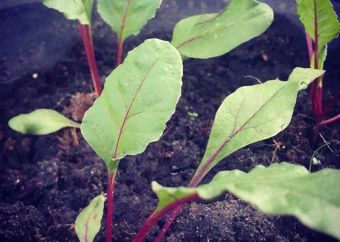 Langkah Sukses Menanam Buah Bit di Kebun Rumahan untuk Hasil yang Segar dan Menyegarkan