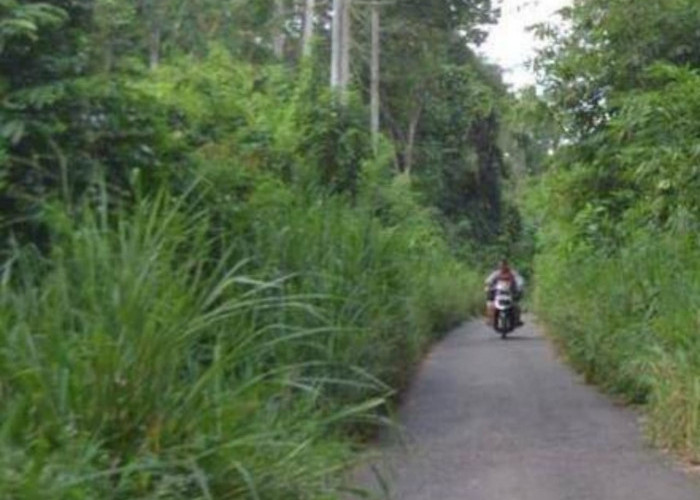 Jalan Makin Sempit, Warga Desa Sugihwaras Harap Rumput Liar Ditebas Bayang