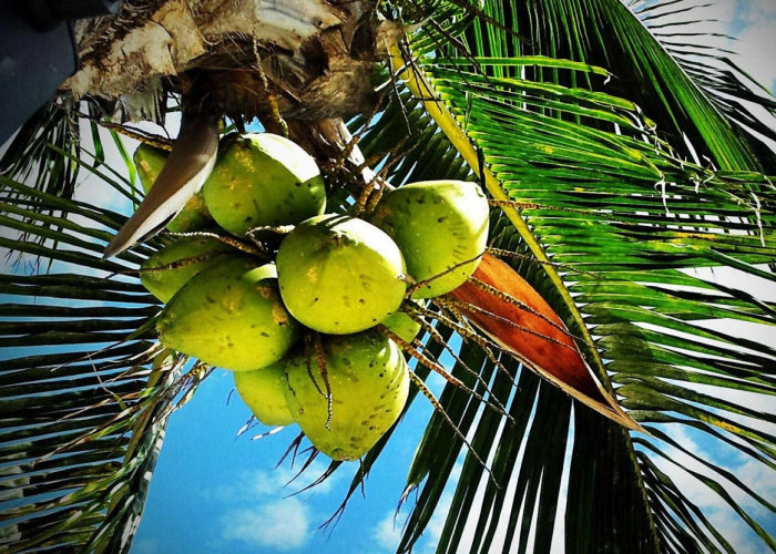 Buah Kelapa Dapat Mendukung Fungsi Otak Dan Kesehatan Jantung 