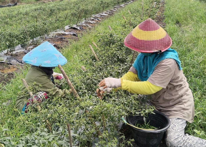 Semangat Ibu-Ibu Pemetik Cabai di Penghujung Masa Panen