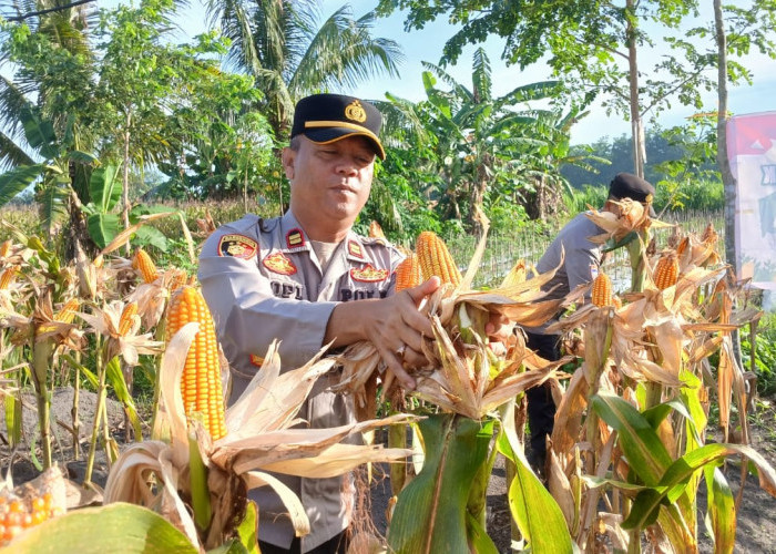 Lahan Tumpang Sari, Panen 300 Kg Jagung