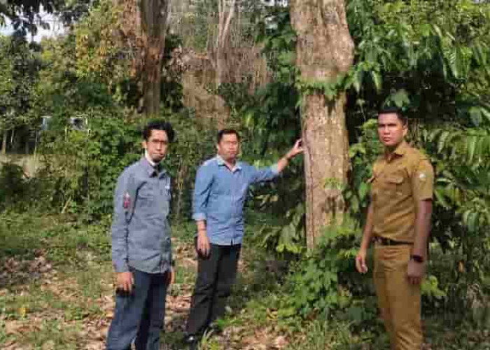 Ratusan Hektare Pohon Duku di OKU Mati Diserang Hama
