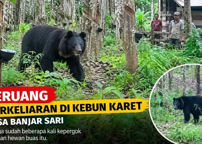 Hewan Buas Teror Petani Desa Banjar Sari, Diduga Tiga Ekor Beruang