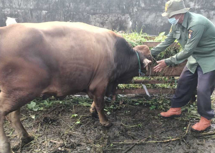 Ogan Komering Ulu Miliki 1.300 Ekor Hewan Kurban