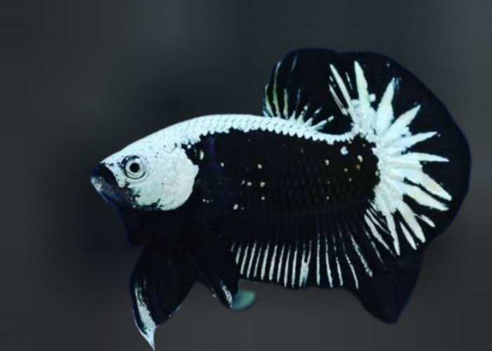 Kecantikan Langka Ikan Cupang Black Samurai, Miliki Warna Yang Memikat dan Misterius 