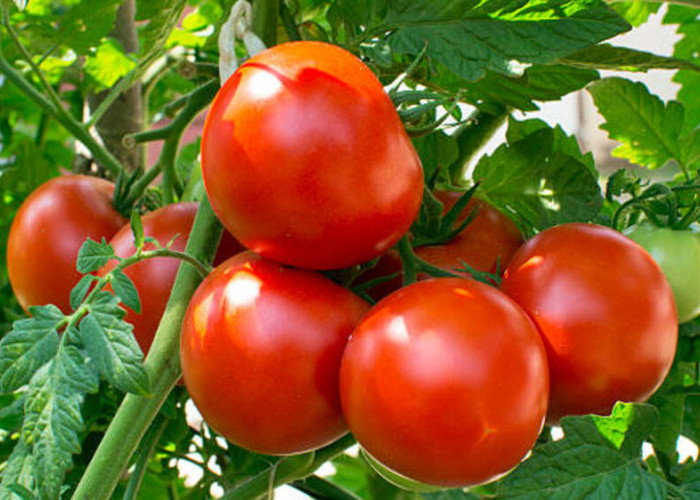 Merah Muda Penuh Manfaat: Tomat sebagai Penangkal Osteoporosis yang Terlupakan