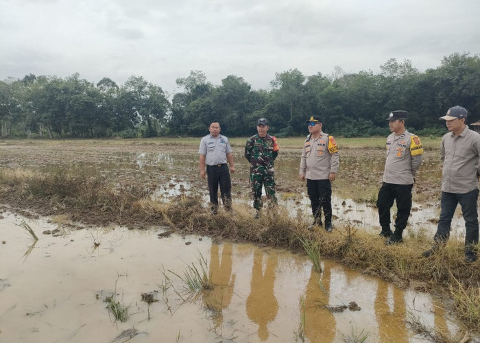 Dukung Swasembada Pangan, Polsek Sangdes Dukung Peningkatan Produktivitas Padi di 6 Kelompok Tani