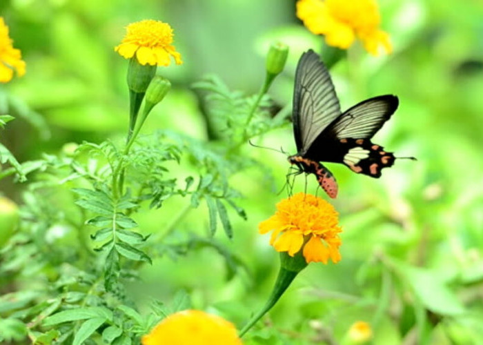 Sayap Kupu-kupu: Keindahan dan Fakta Unik di Balik Setiap Goyangan