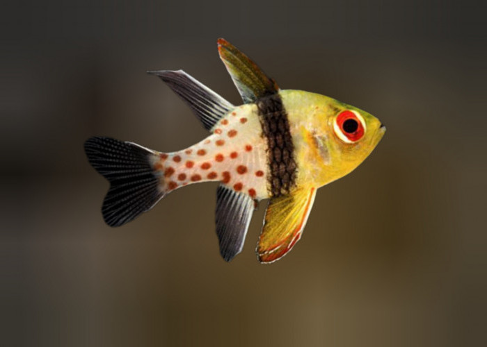Keindahan Warna-Warni di Alam Bawah Laut, Cardinalfish Ikan Hias Yang Aktif Di Malam Hari