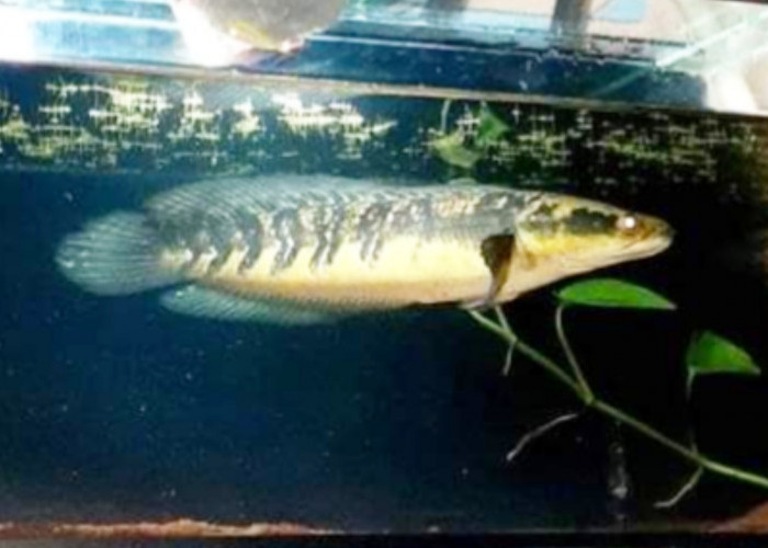 Channa Maru: Ikan Predator Eksotis yang Populer di Akuarium